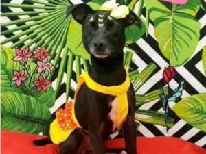 Cachorro raça Srd  idade 3 anos nome Vick