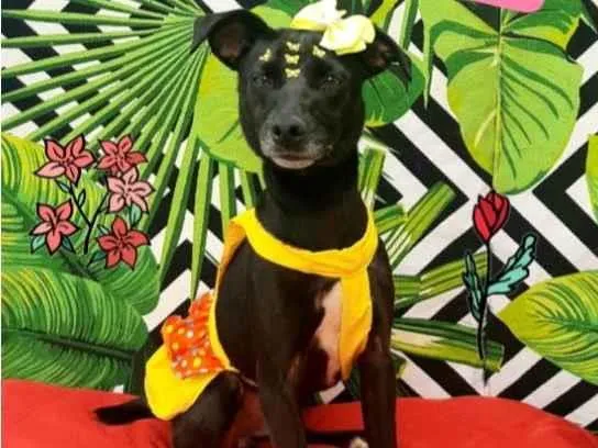 Cachorro raça Srd  idade 3 anos nome Vick