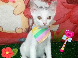 Gato raça Srd  idade 2 a 6 meses nome Teodoro 