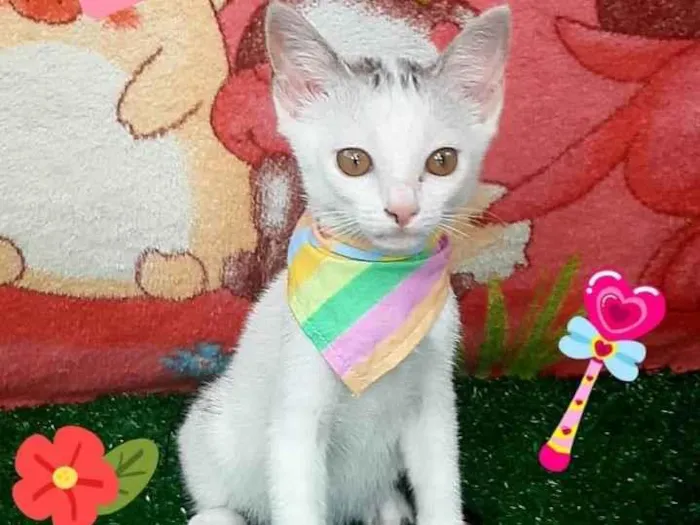 Gato raça Srd  idade 2 a 6 meses nome Teodoro 