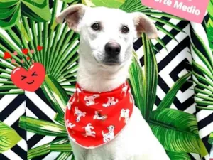 Cachorro raça Srd  idade 3 anos nome Ayce