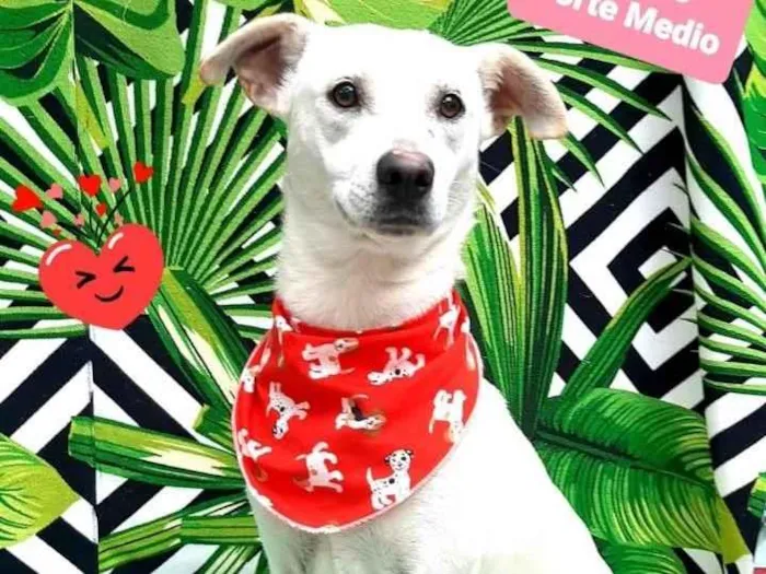 Cachorro raça Srd  idade 3 anos nome Ayce