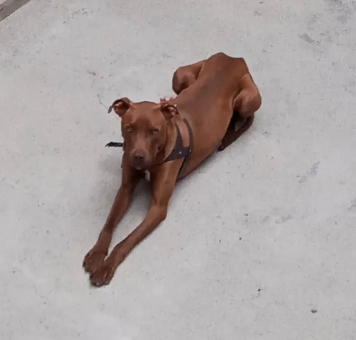 Cachorro raça Pitbull  idade 1 ano nome Chase (Tchêizi)