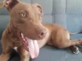 Cachorro raça Pitbull  idade 1 ano nome Chase (Tchêizi)