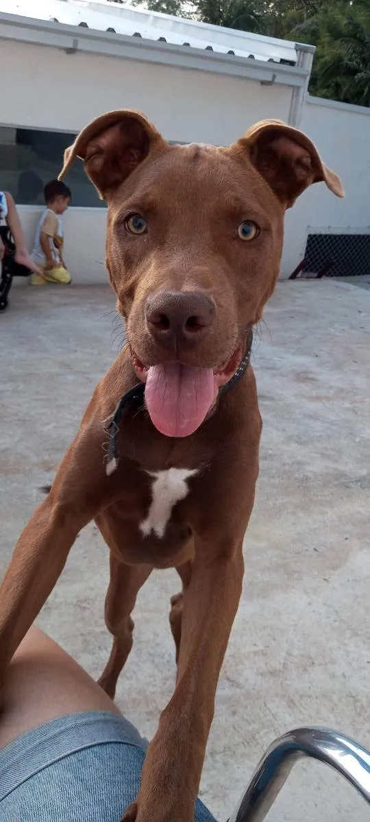 Cachorro raça Pitbull  idade 1 ano nome Chase (Tchêizi)