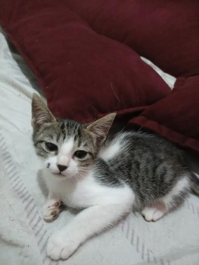 Gato ra a indefinida idade 2 a 6 meses nome Gata