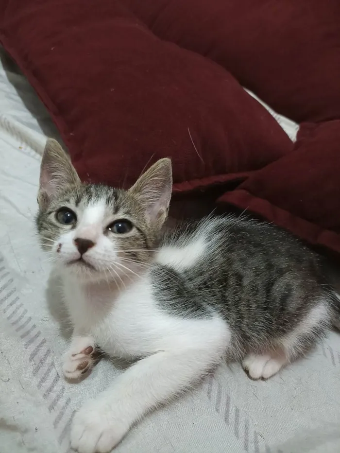 Gato ra a indefinida idade 2 a 6 meses nome Gata