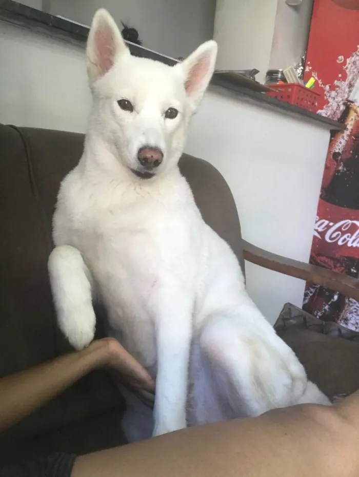 Cachorro raça Husk siberiano  idade 5 anos nome Maya
