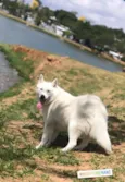 Maya