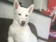 Maya