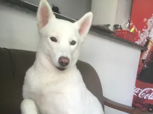 Cachorro raça Husk siberiano  idade 5 anos nome Maya