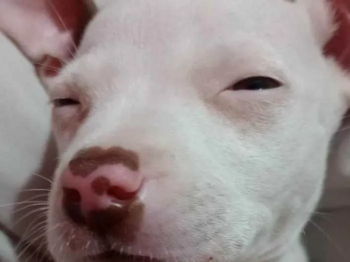 Cachorro raça Vira lata  idade Abaixo de 2 meses nome Linda