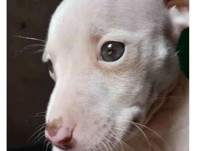 Cachorro raça Vira lata  idade Abaixo de 2 meses nome Linda
