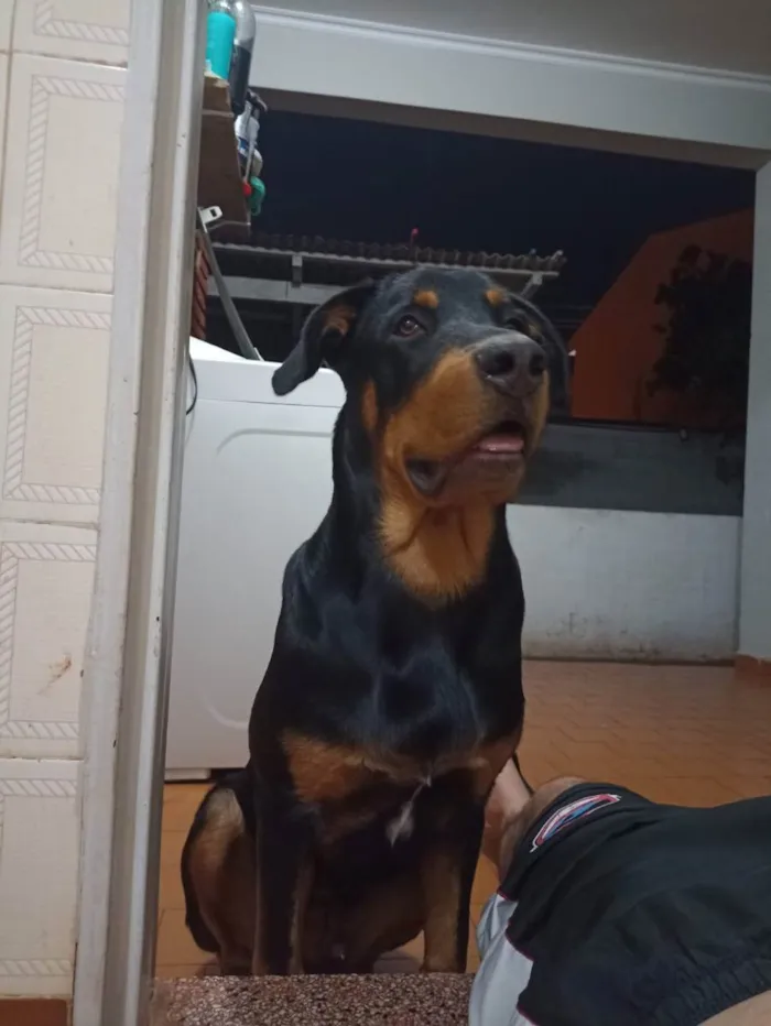 Cachorro ra a Rottwelier com viralata  idade 7 a 11 meses nome Zeus