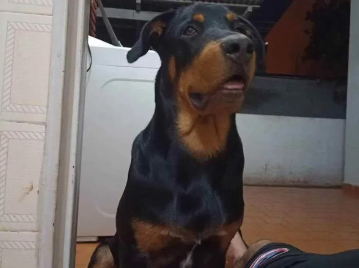 Cachorro ra a Rottwelier com viralata  idade 7 a 11 meses nome Zeus