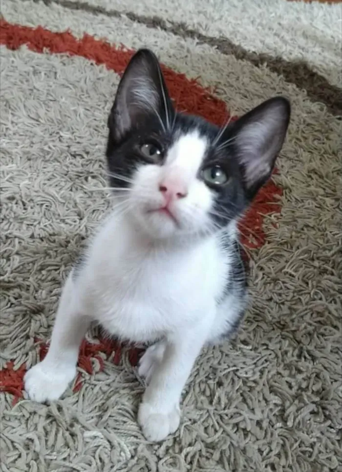 Gato ra a Srd idade 2 a 6 meses nome Irmãos 1 e 2