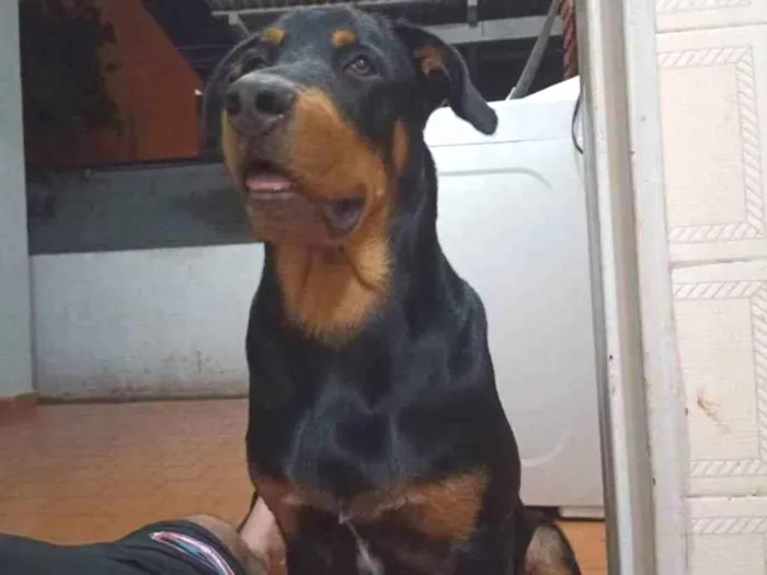 Cachorro ra a Rottwelier com viralata  idade 7 a 11 meses nome Zeus