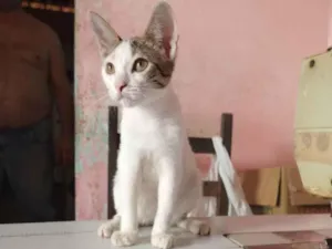 Gato raça Comum idade 2 a 6 meses nome Sandy