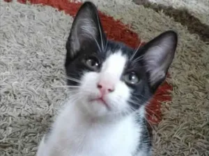 Gato raça Srd idade 2 a 6 meses nome Irmãos 1 e 2