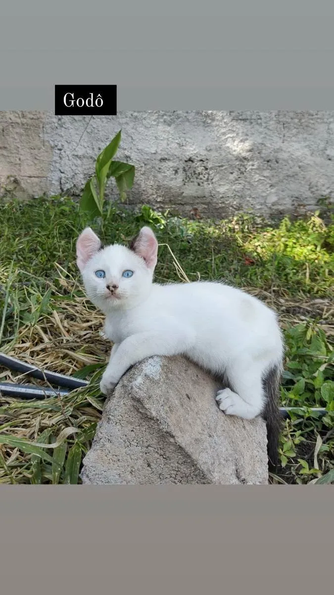 Gato ra a  idade 2 a 6 meses nome Lolô e Godô