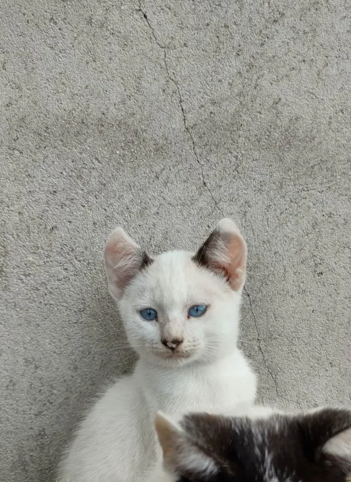 Gato ra a  idade 2 a 6 meses nome Lolô e Godô