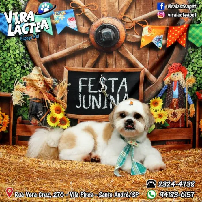 Cachorro ra a Shitsu idade 3 anos nome Smoo