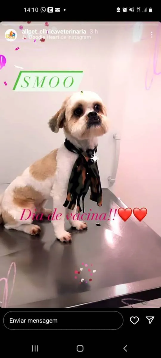 Cachorro ra a Shitsu idade 3 anos nome Smoo