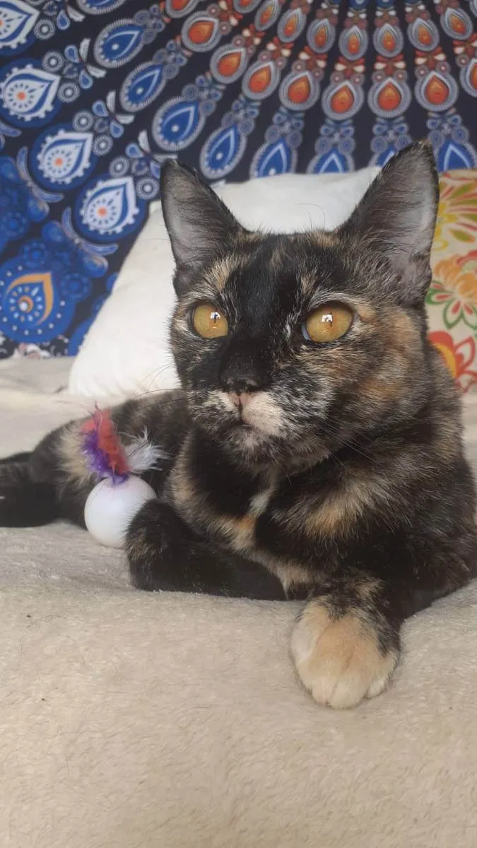 Gato ra a Srd idade 1 ano nome Luiza 