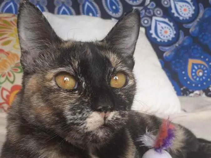 Gato ra a Srd idade 1 ano nome Luiza 