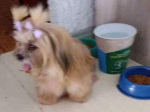 Cachorro raça Lhasa idade 4 anos nome Beibe