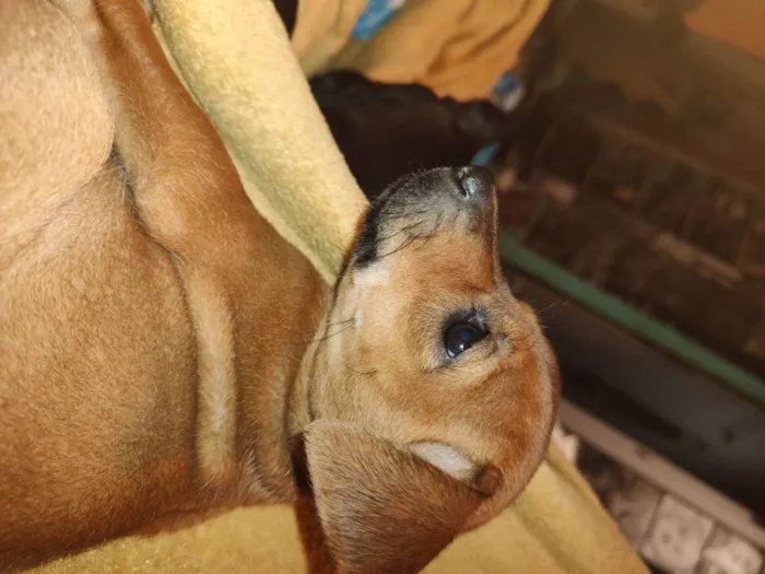 Cachorro ra a Vira lata com labrador  idade 2 a 6 meses nome Não tem nome 