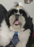 Apolo 