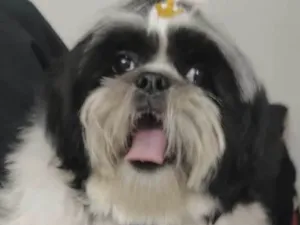 Cachorro raça Mestiço  idade 1 ano nome Apolo 