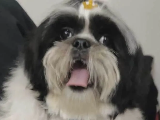 Cachorro ra a Mestiço  idade 1 ano nome Apolo 