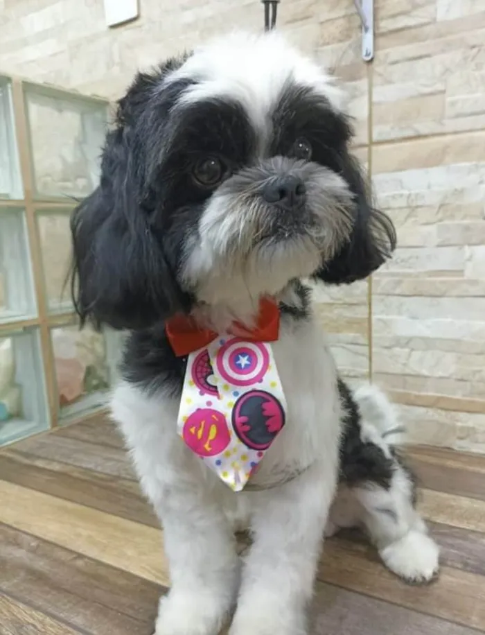 Cachorro ra a Mestiço  idade 7 a 11 meses nome Thor 