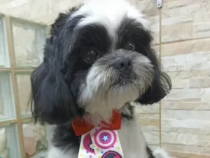 Cachorro raça Mestiço  idade 7 a 11 meses nome Thor 