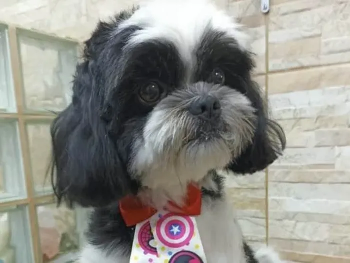 Cachorro ra a Mestiço  idade 7 a 11 meses nome Thor 