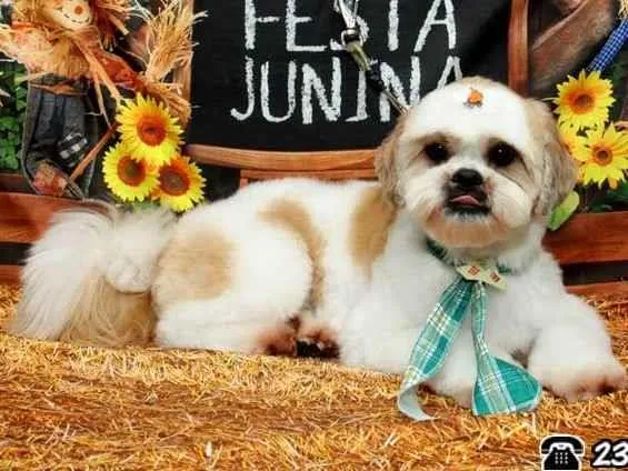 Cachorro ra a Shitsu idade 3 anos nome Smoo