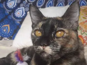 Gato raça Srd idade 1 ano nome Luiza 