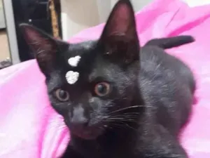 Gato raça Srd idade 2 a 6 meses nome Ludy e Mila