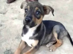 Cachorro raça Sem raça definida  idade 2 a 6 meses nome Sem nome 
