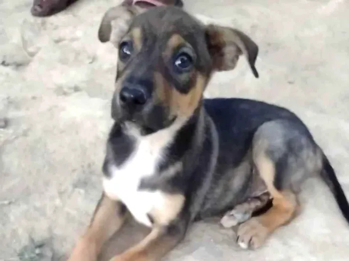 Cachorro ra a Sem raça definida  idade 2 a 6 meses nome Sem nome 