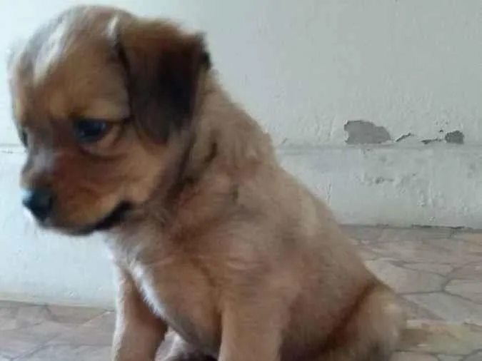 Cachorro ra a Viralata com chow_chow idade Abaixo de 2 meses nome Sem nomes