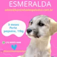 Cachorro raça  idade 2 a 6 meses nome Esmeralda