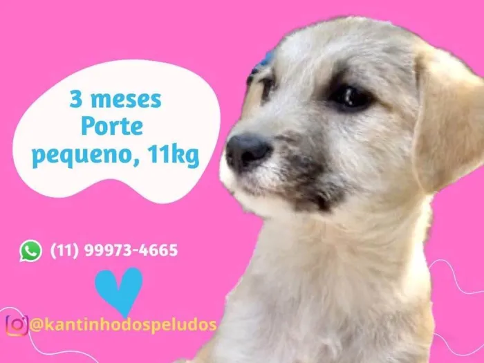 Cachorro raça  idade 2 a 6 meses nome Esmeralda