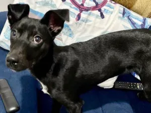 Cachorro raça  idade 7 a 11 meses nome Peppa
