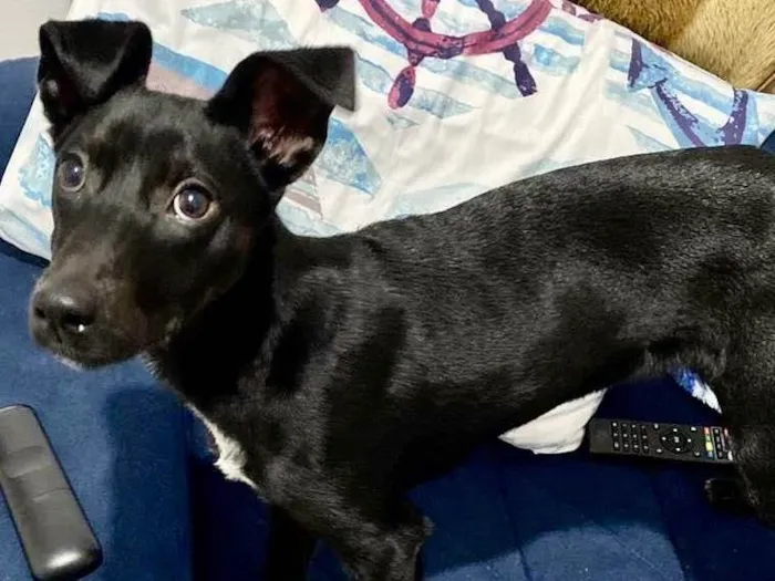 Cachorro raça  idade 7 a 11 meses nome Peppa
