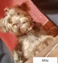 Cachorro raça  idade 7 a 11 meses nome Mila