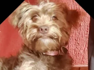 Cachorro raça  idade 7 a 11 meses nome Mila