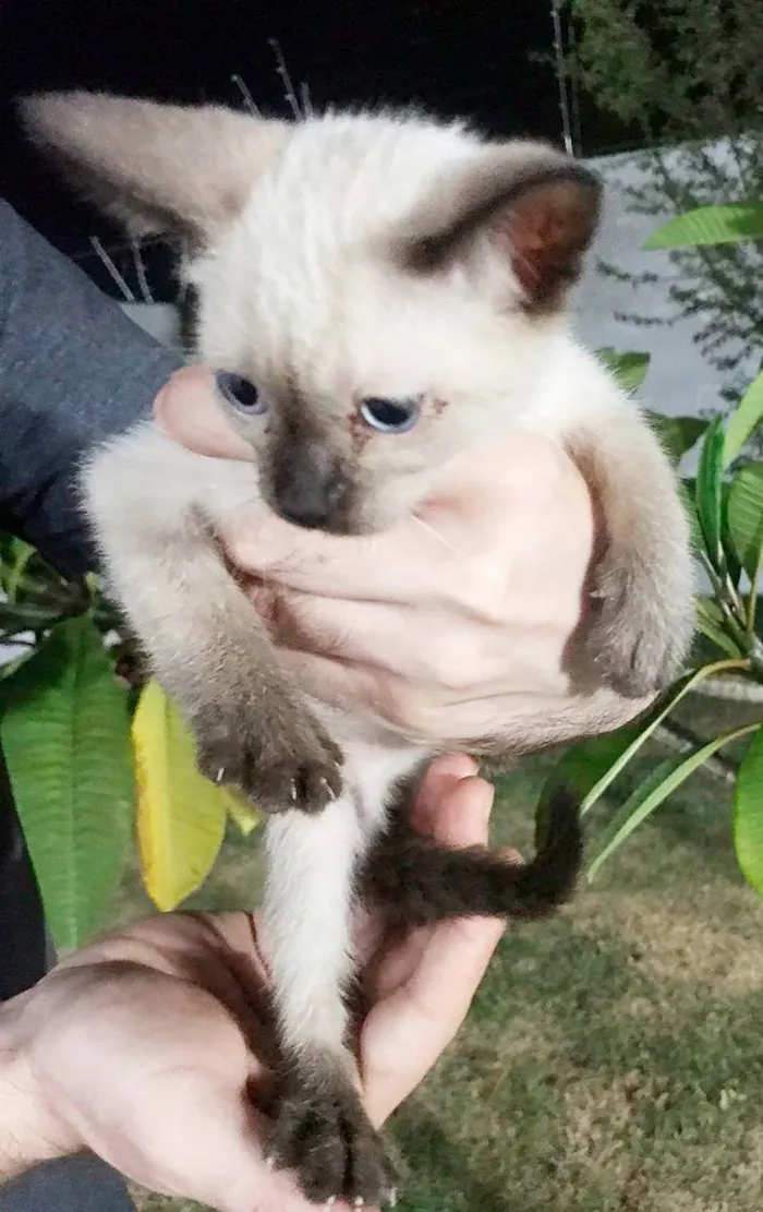 Gato ra a SRD idade Abaixo de 2 meses nome Gatinhos filhotes